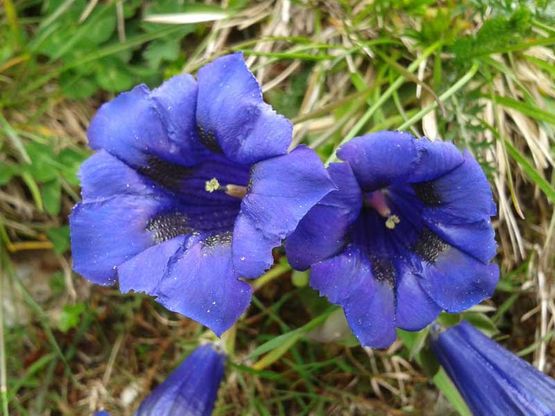 Blume Bauernhof